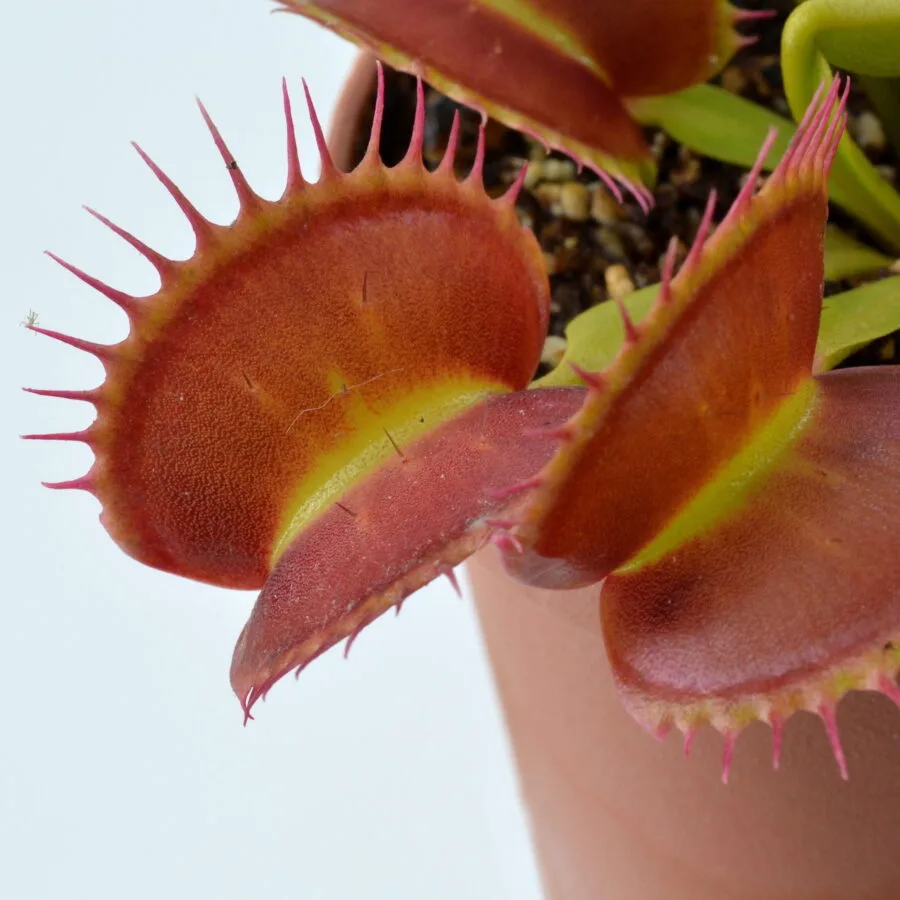 Dionaea Muscipula Big Dracula X Up Giant Diflora