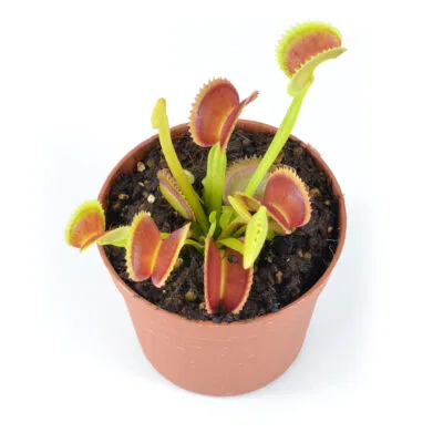 Dionaea muscipula "008"