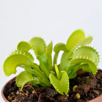 Dionaea Muscipula "013"