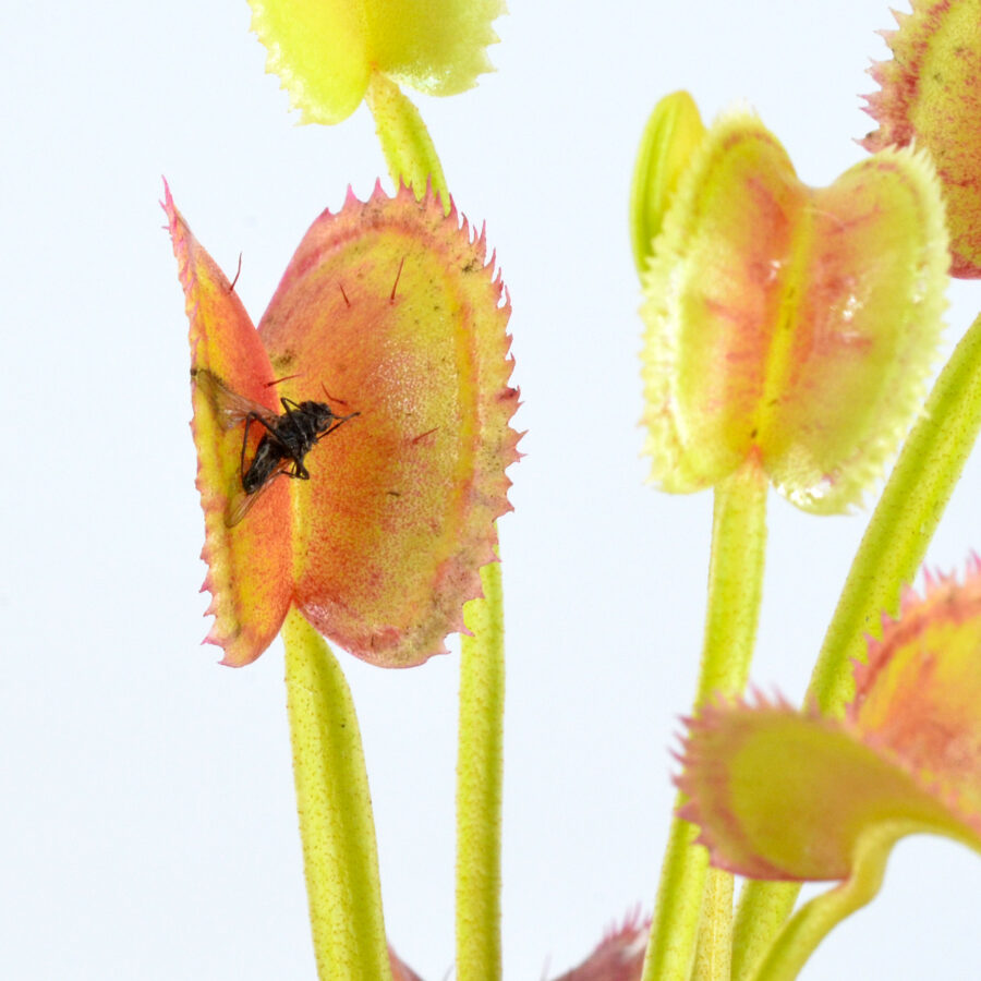 Dionaea Muscipula "021"