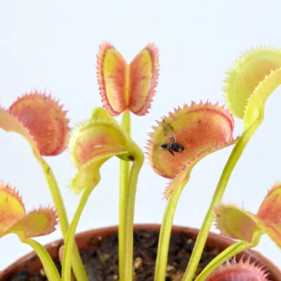 Dionaea Muscipula "021"