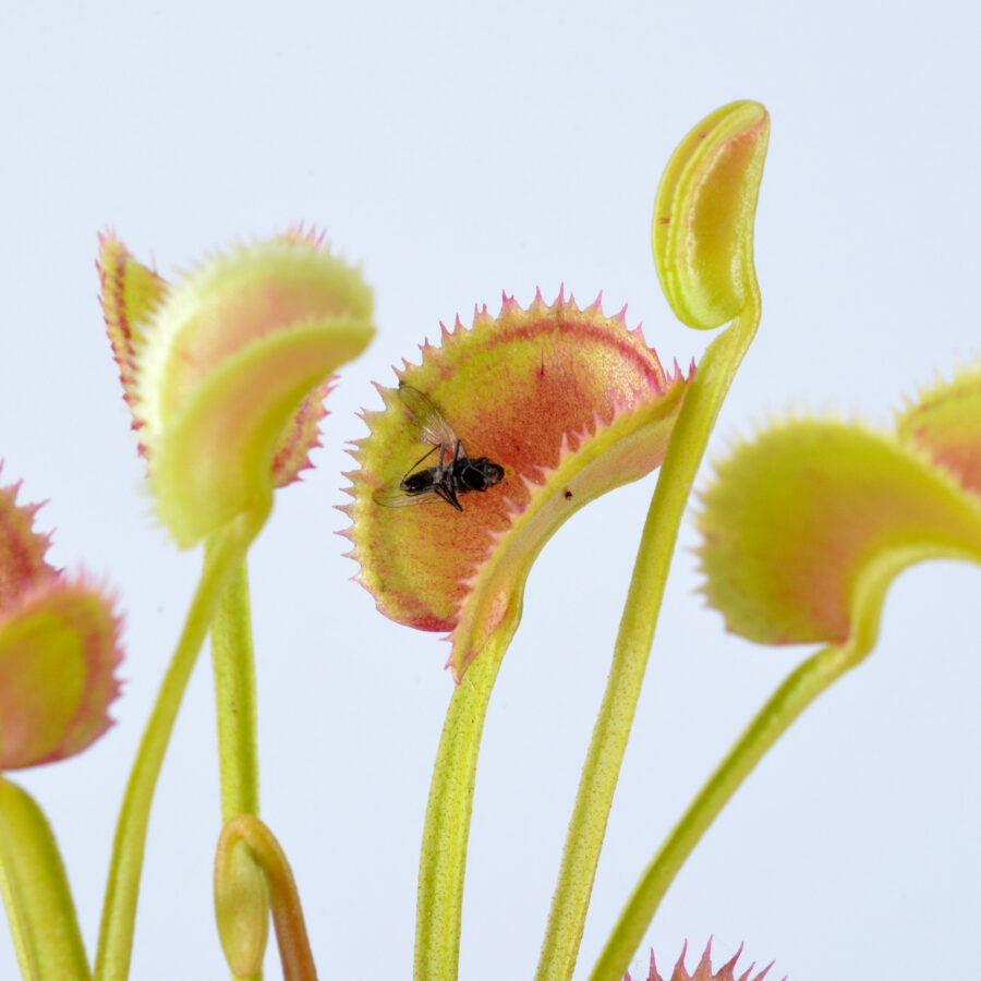 Dionaea Muscipula "021"