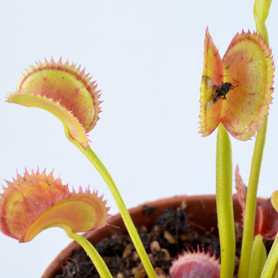Dionaea Muscipula "021"