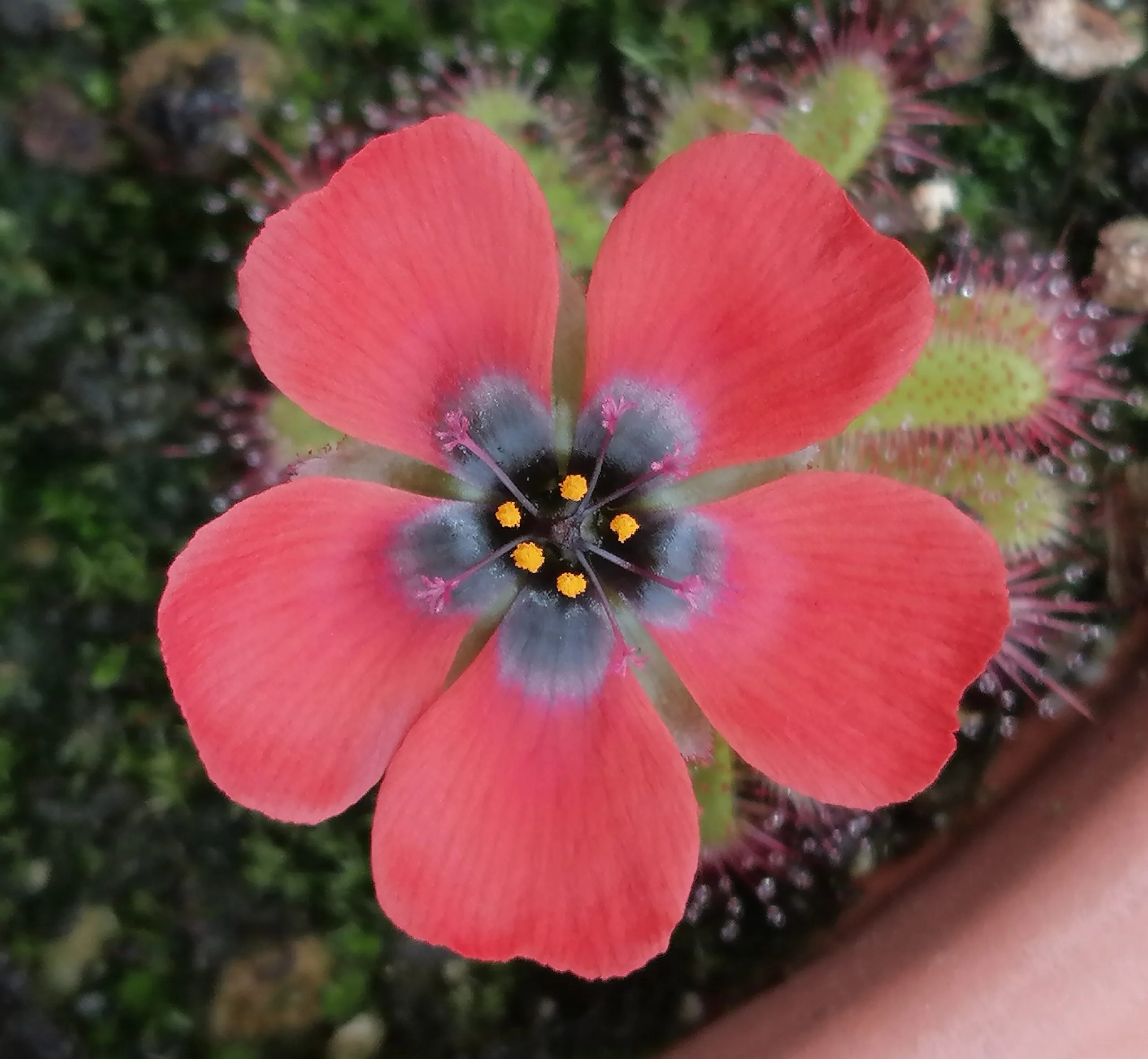 Drosera coccipetala