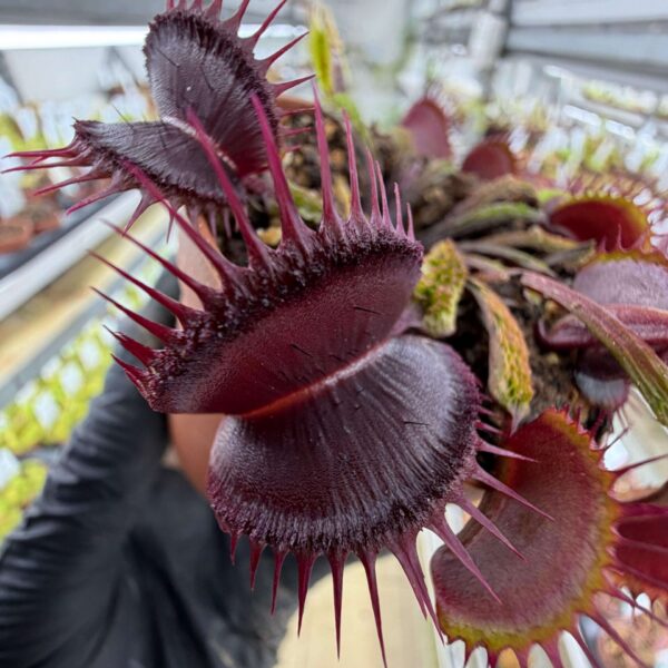 Dionaea muscipula “Sunstone”