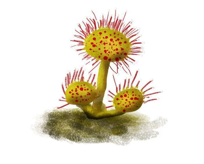 temperate sundew droesera