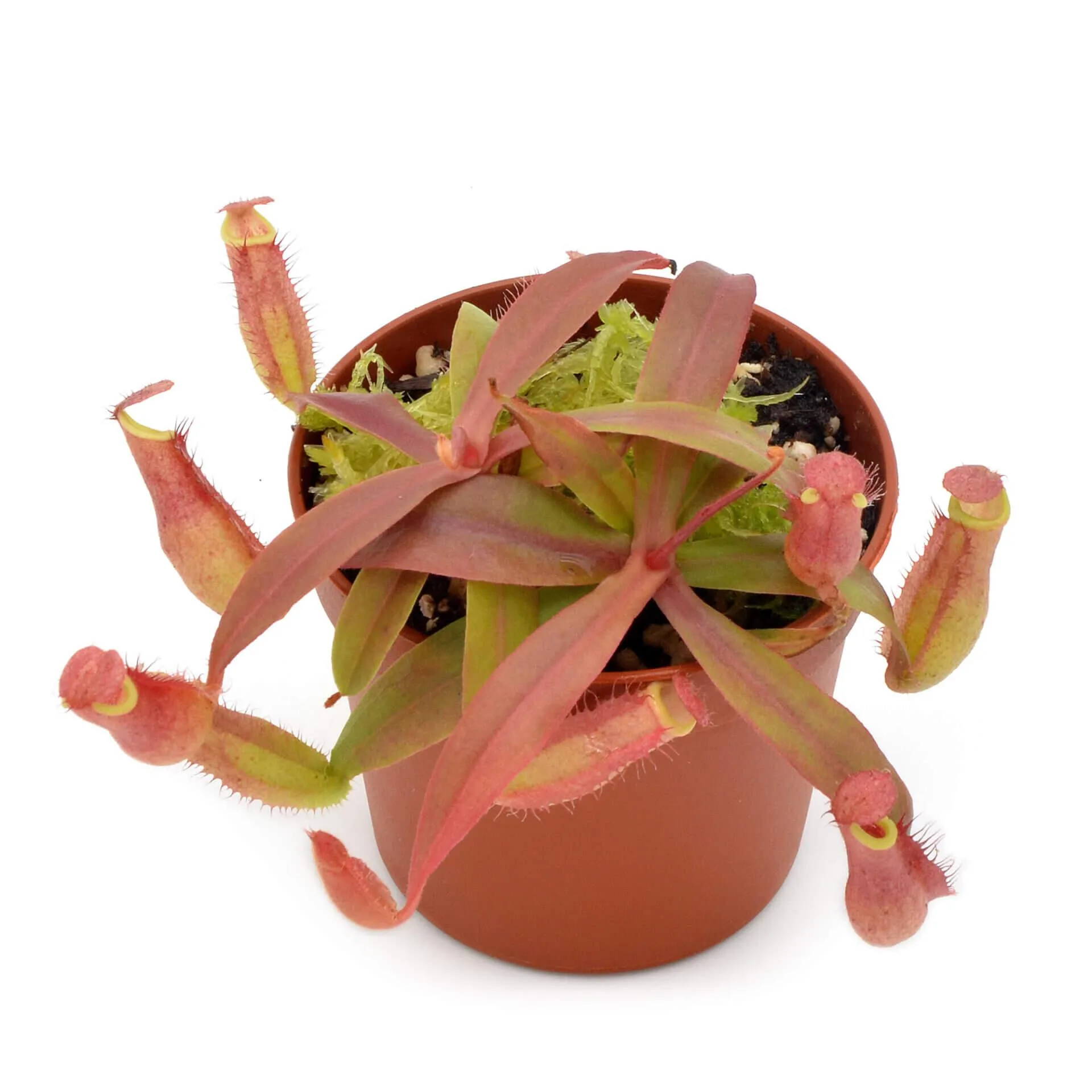 Nepenthes kampotiana x thorelii