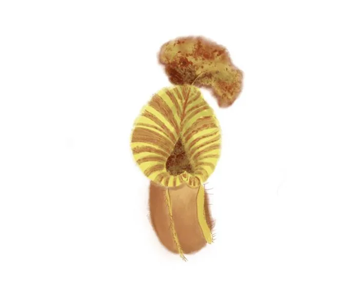 Nepnthes pitcher plant drawing