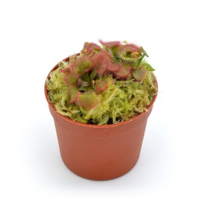 Drosera Faloneri