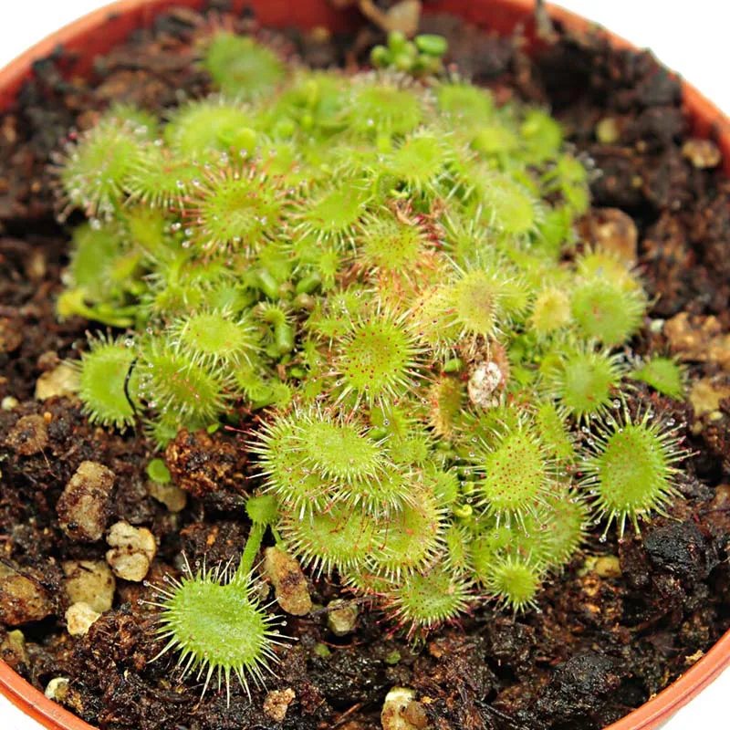 Drosera rotundifolia