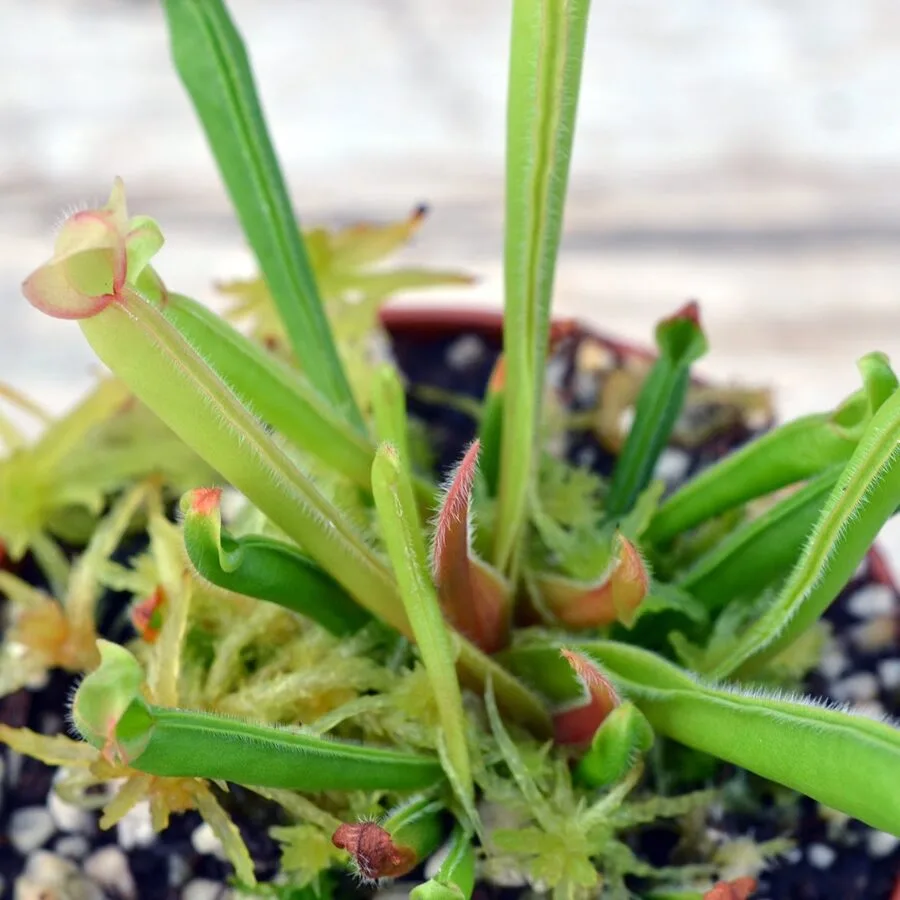 Heliamphora nutans