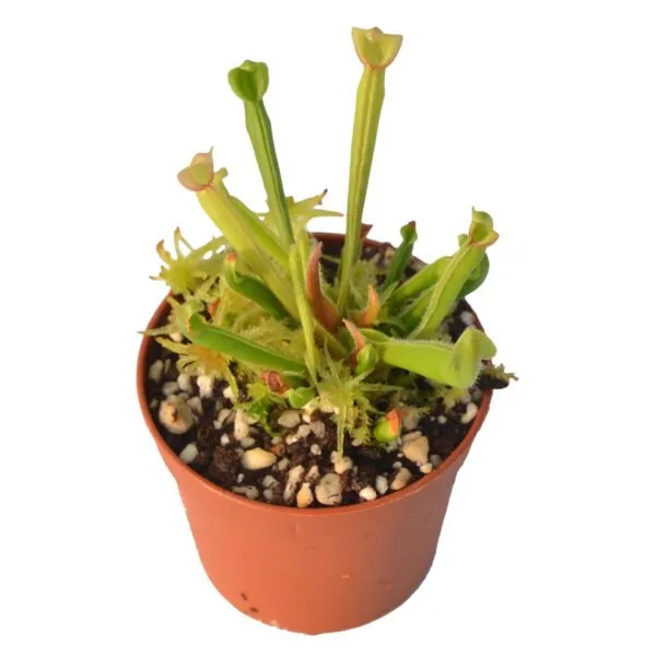 Heliamphora nutans