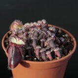 Cephalotus follicularis “Diflora Giant” 2