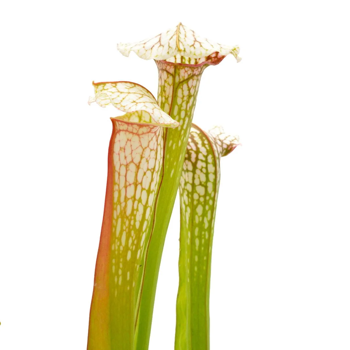 Sarracenia Pseudo Judy x leucophylla #3