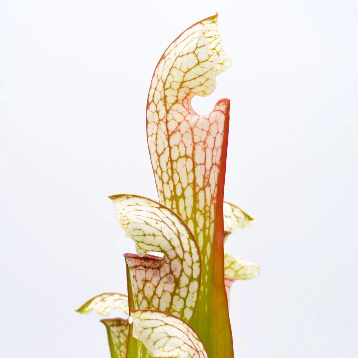 Sarracenia Pseudo Judy x leucophylla #3