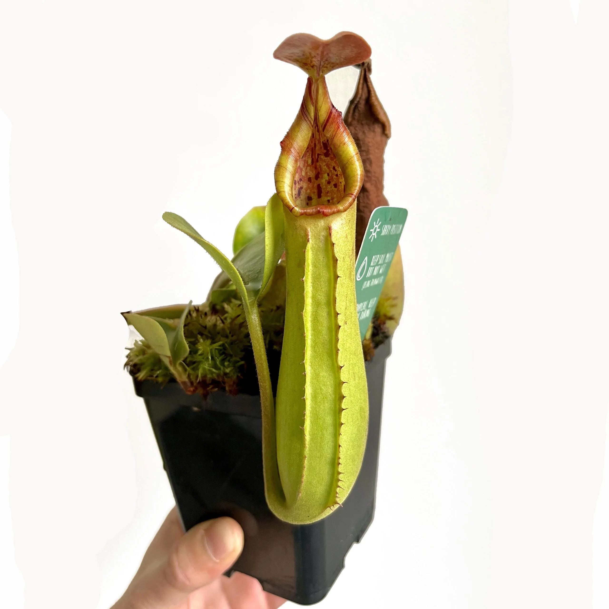 Truncata 4 quadrata copia