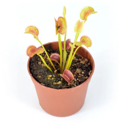 Dionaea Muscipula "021"