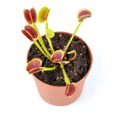 Pinguicula sp. ‘Sethos’