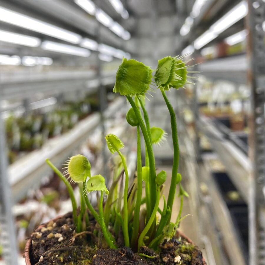 Dionaea Muscipula "Face Hugger" - Image 3