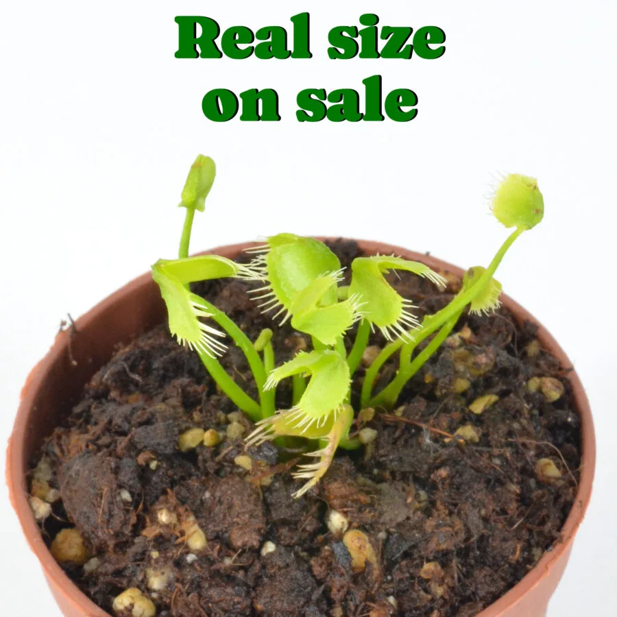 Dionaea Muscipula "Face Hugger" - immagine 5