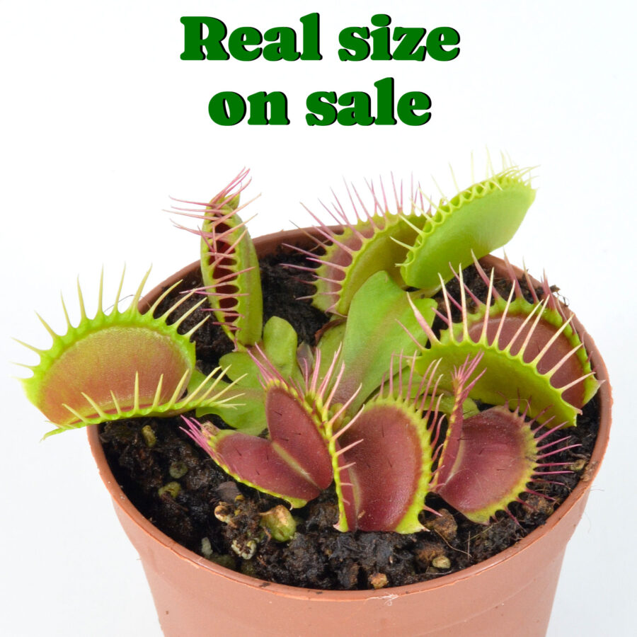 Dionaea Muscipula "Generalissimus" - immagine 3