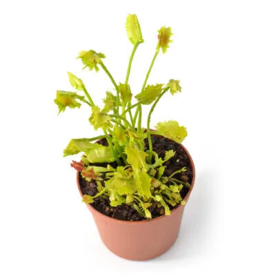 Dionaea muscipula "Tower of Madness"
