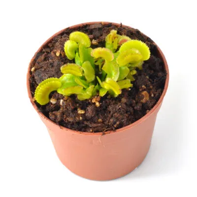 Dionaea muscipula "Variegata Gialla" II