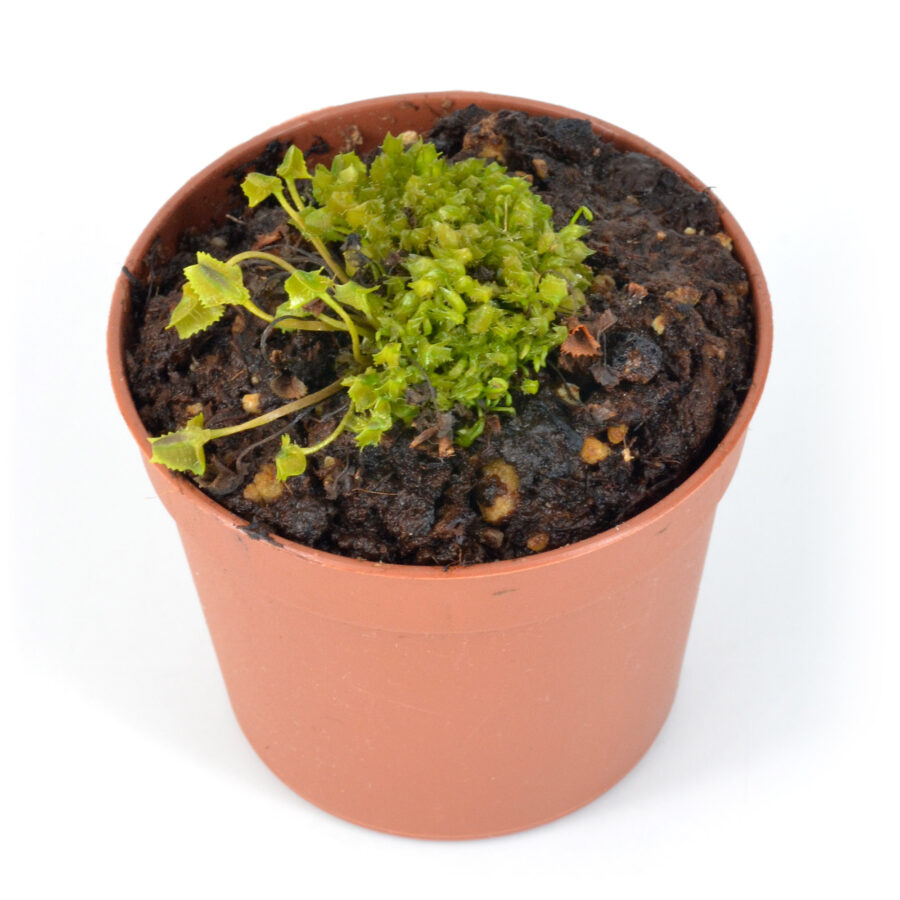 Dionaea Muscipula "Whac-A-Mole" - Image 2