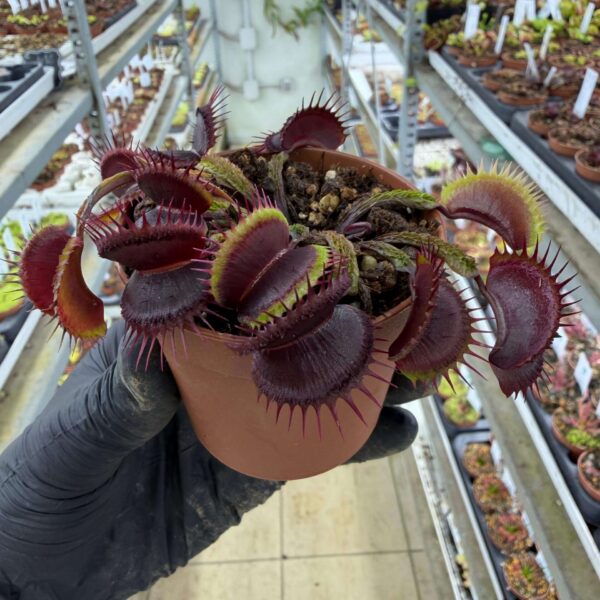 Dionaea muscipula “Sunstone”