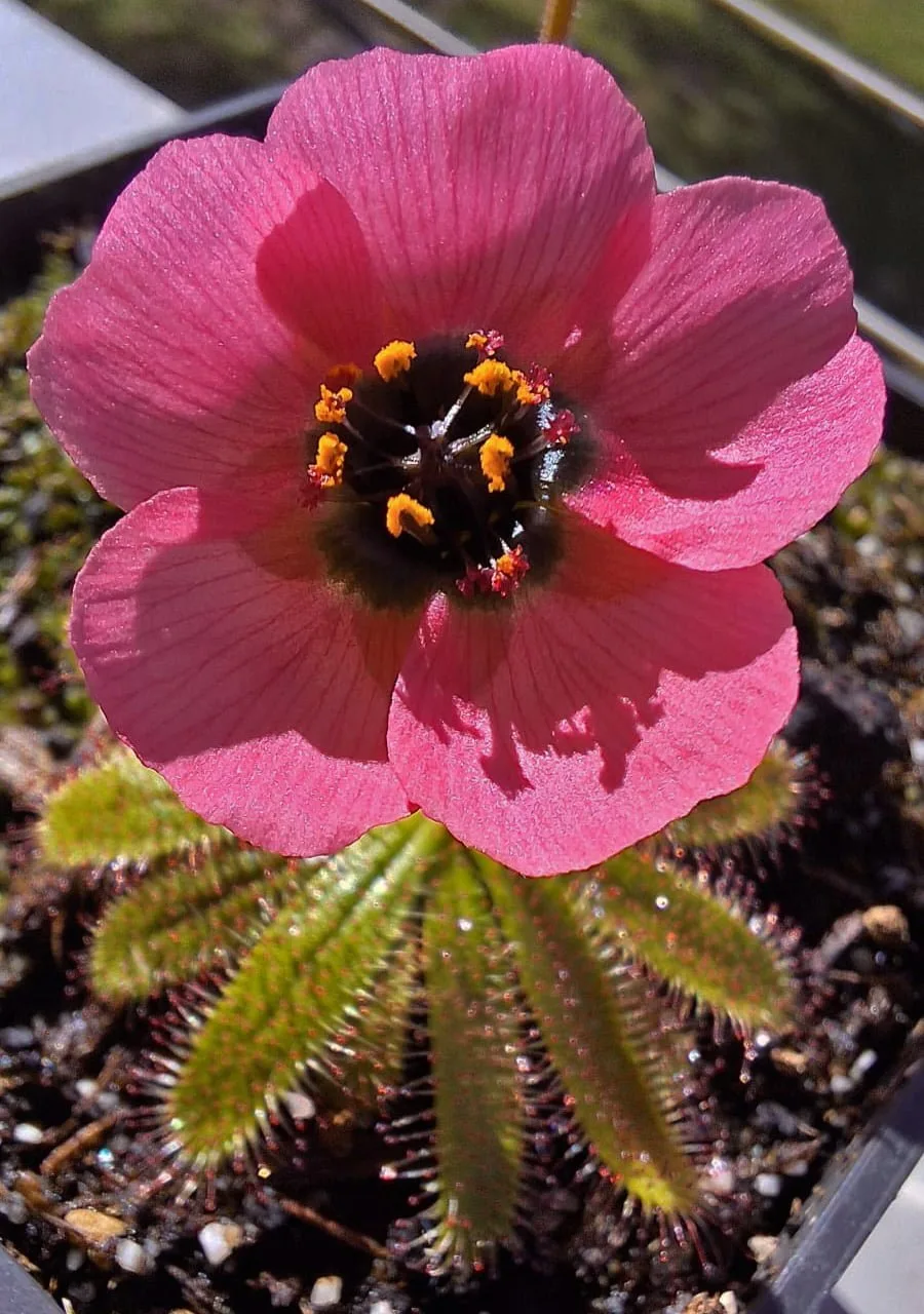Drosera coccipetala