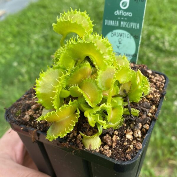 Dionaea muscipula “Angry Lettuce"