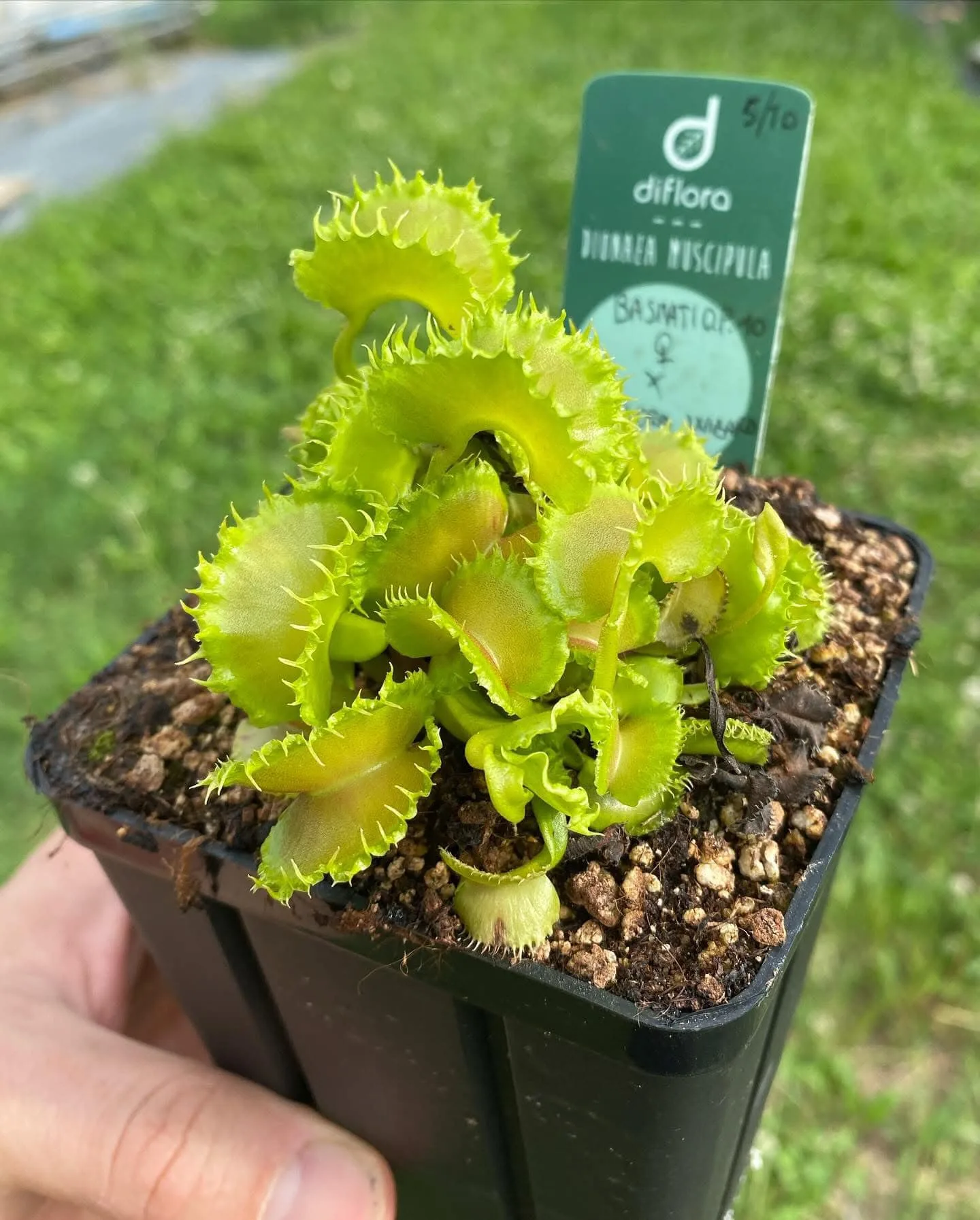 Dionaea muscipula "Angry Lettuce" – Image 2