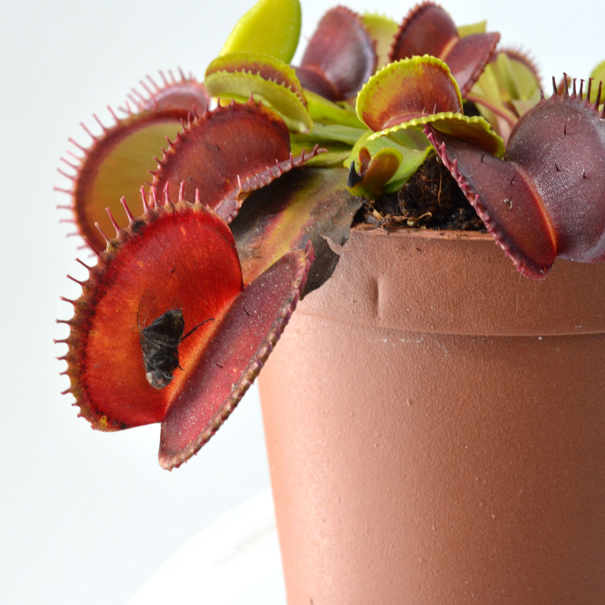 Dionaea muscipula "Atlantic Cockle"