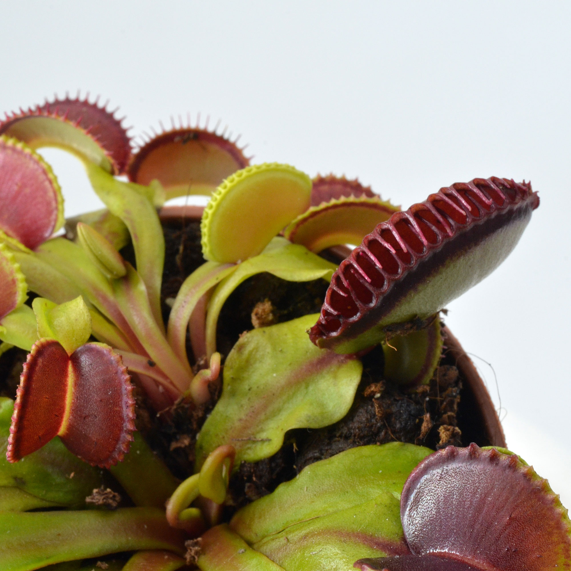 Dionaea muscipula "Atlantic Cockle"