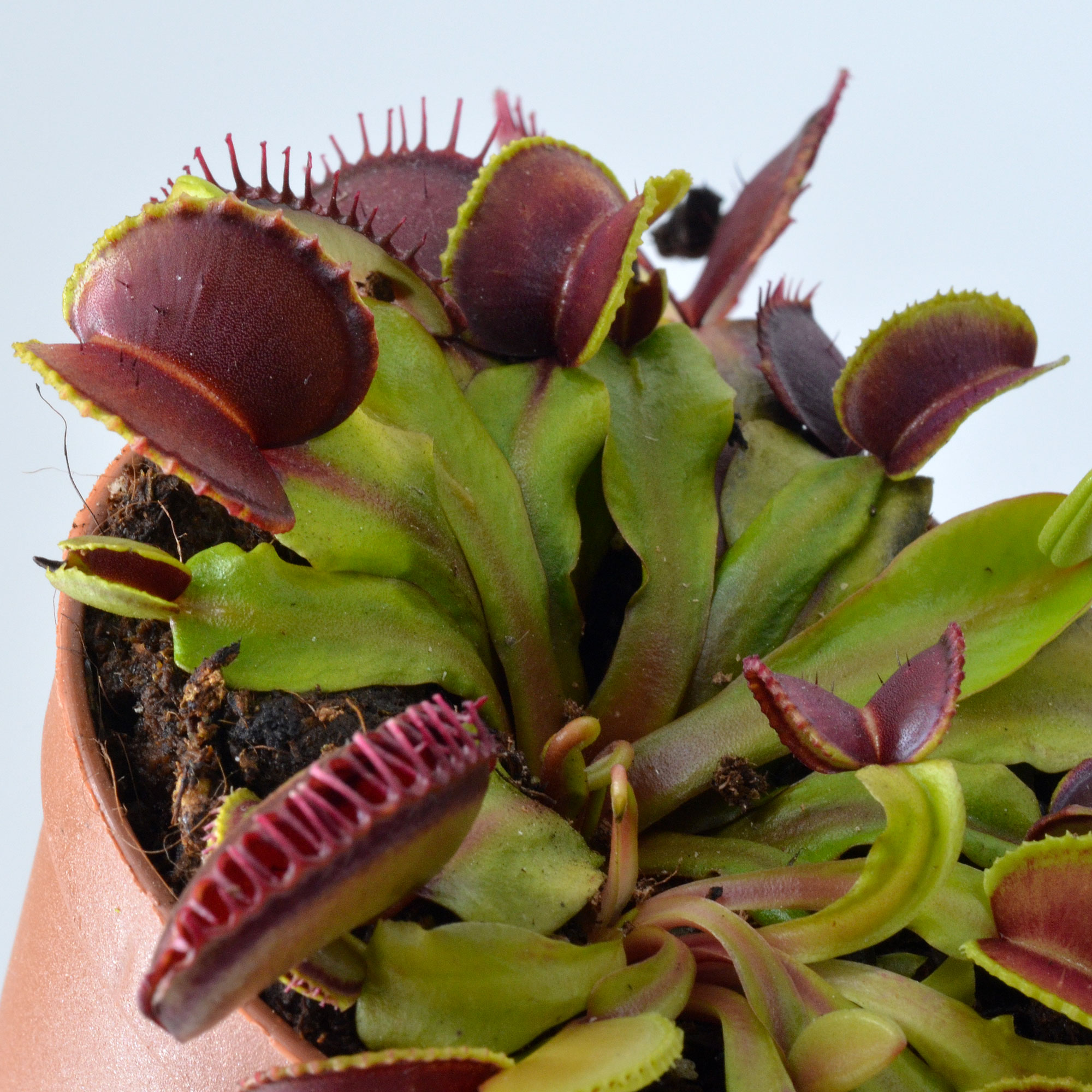 Dionaea muscipula "Atlantic Cockle"