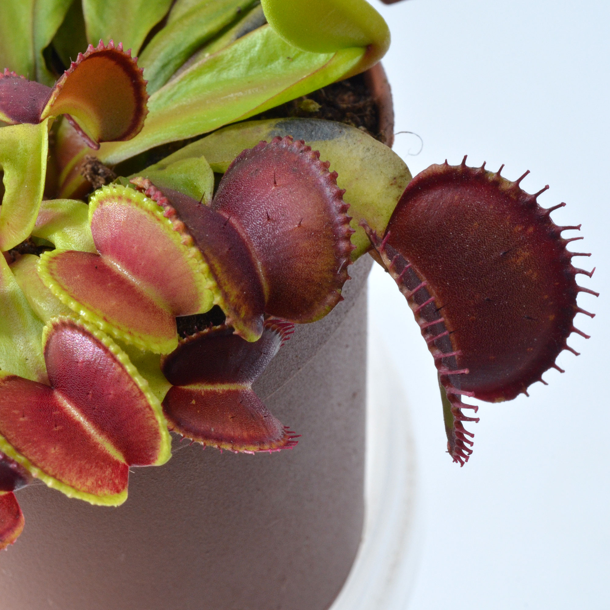 Dionaea muscipula "Atlantic Cockle"