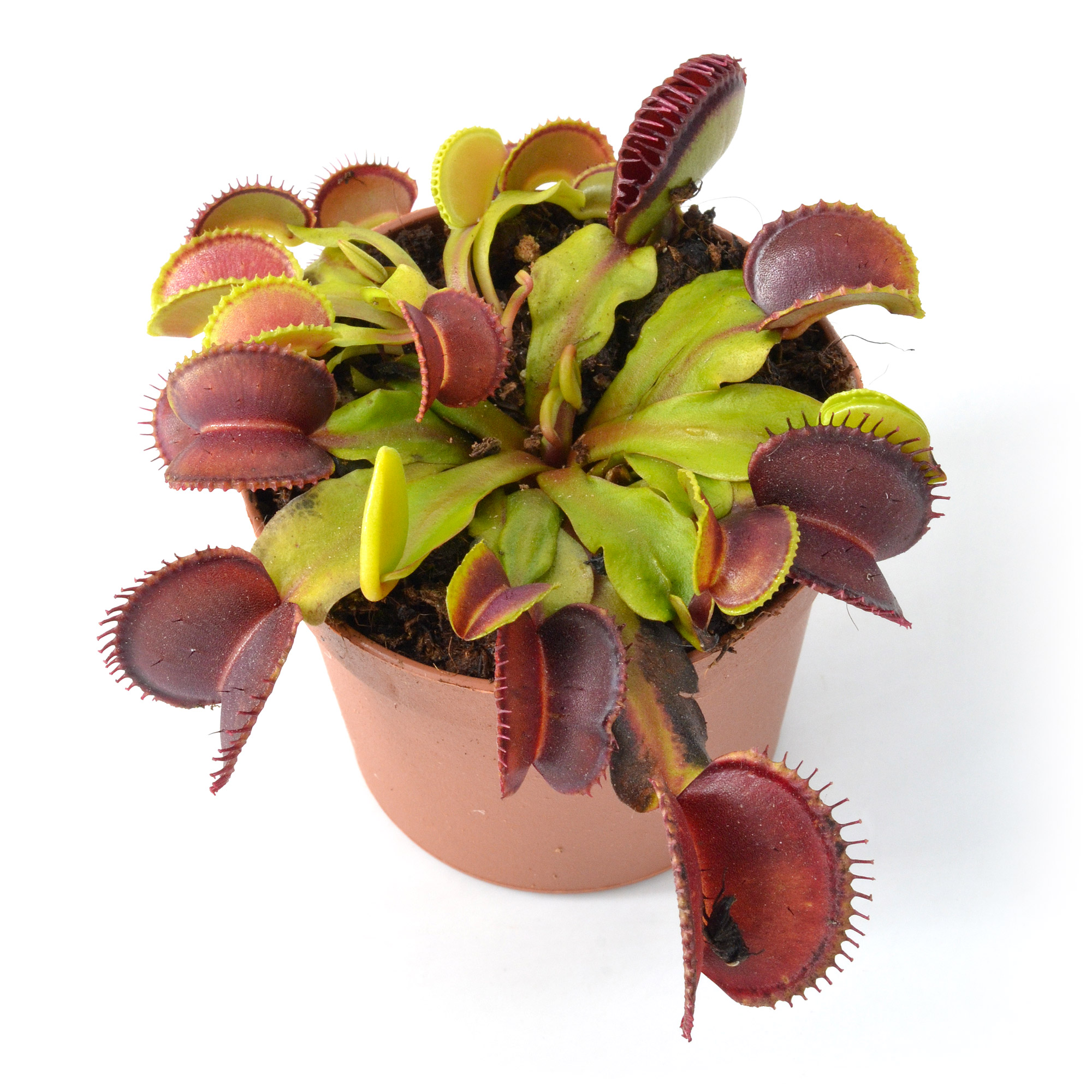 Dionaea muscipula "Atlantic Cockle"