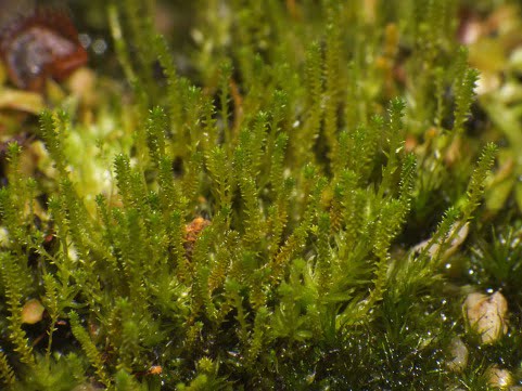 Aulacomnium palustre