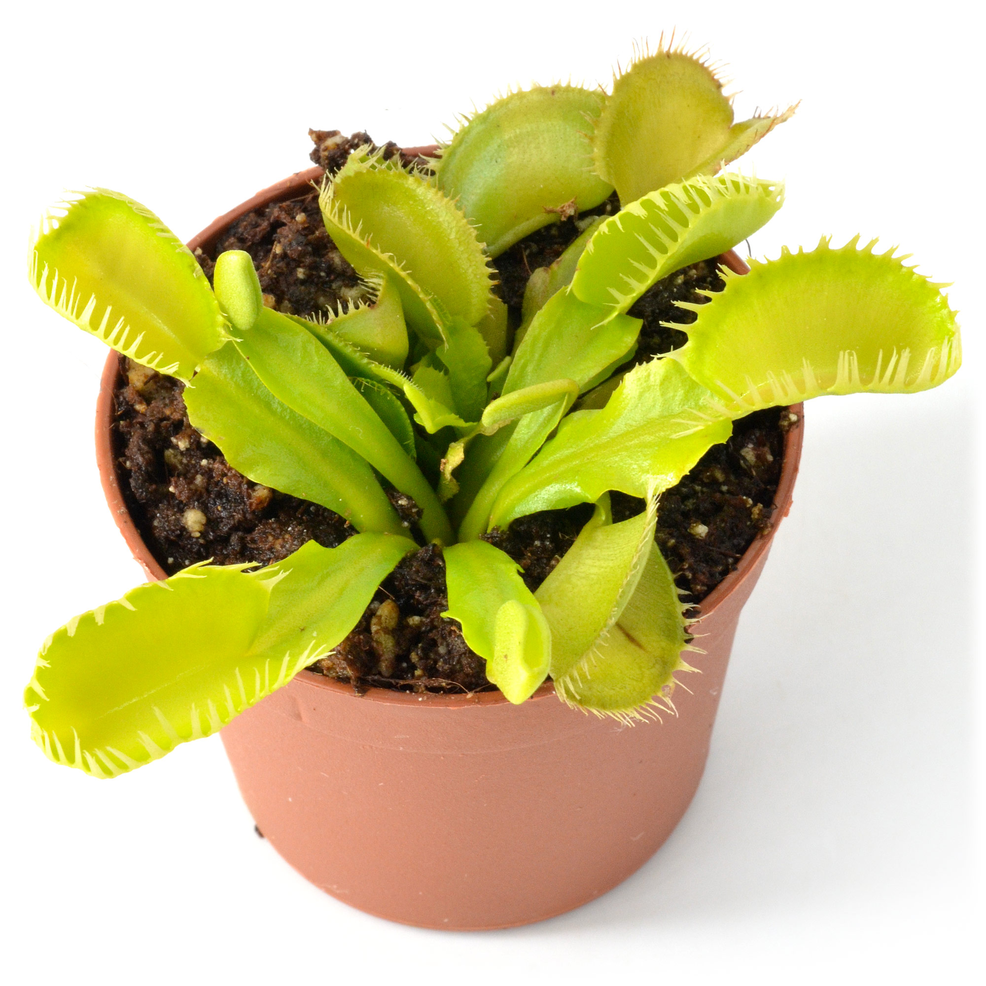 Dionaea muscipula "Barracuda"