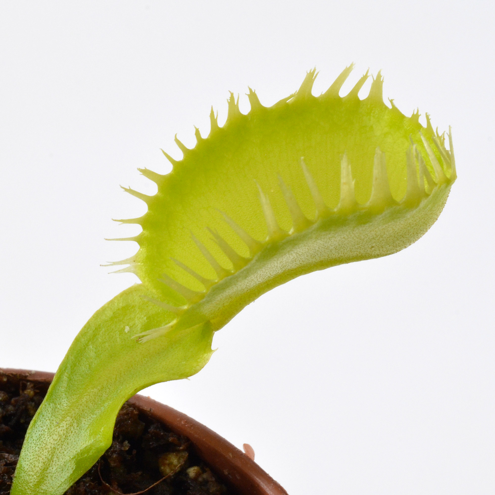 Dionaea muscipula "Barracuda"
