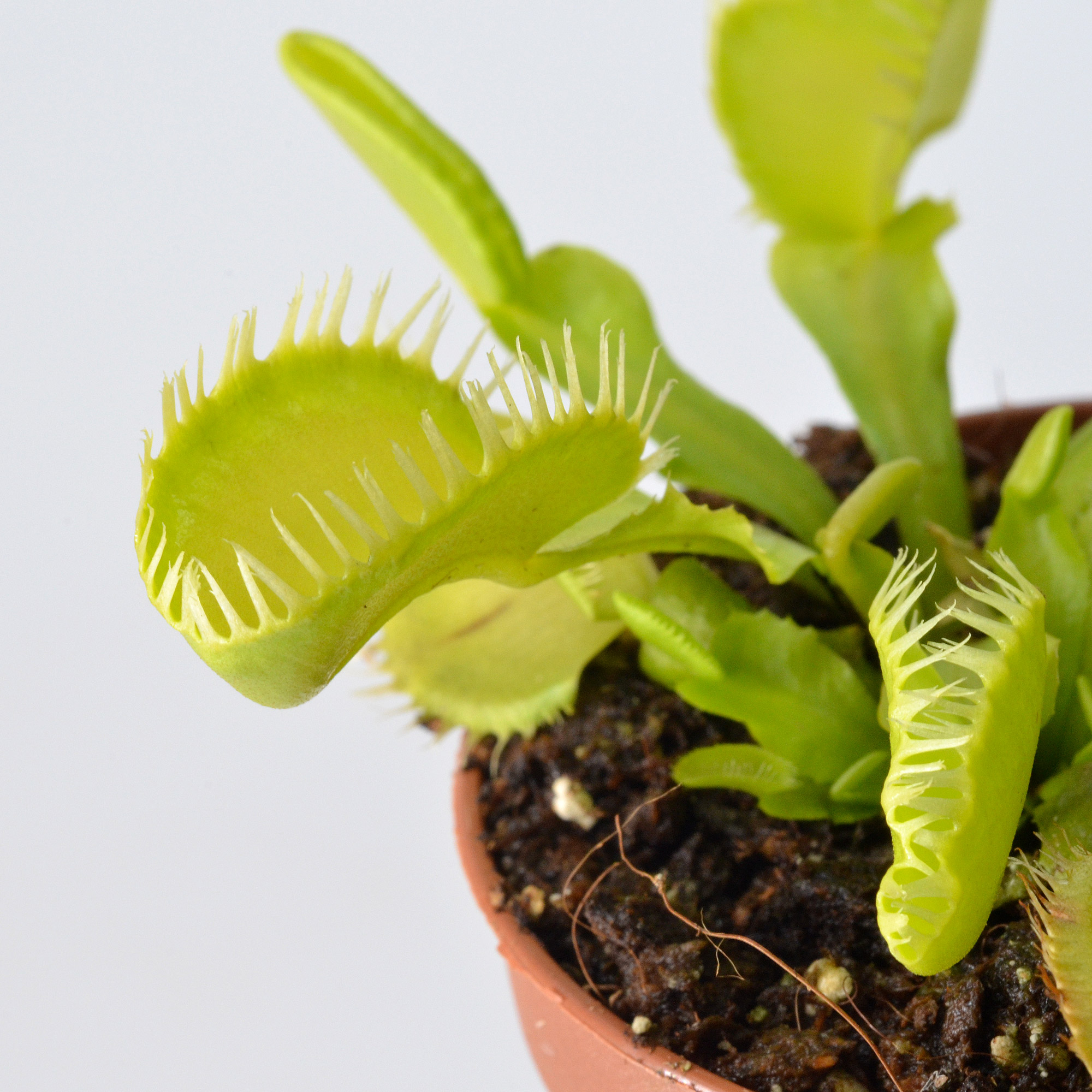 Dionaea muscipula "Barracuda"