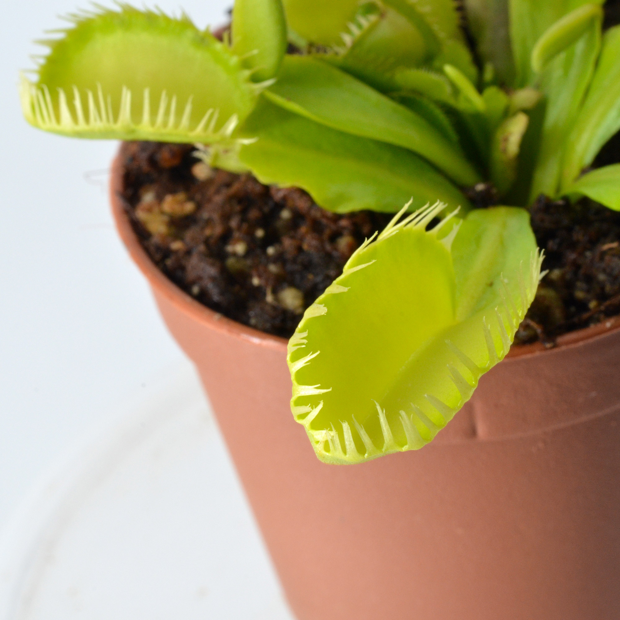 Dionaea muscipula "Barracuda"