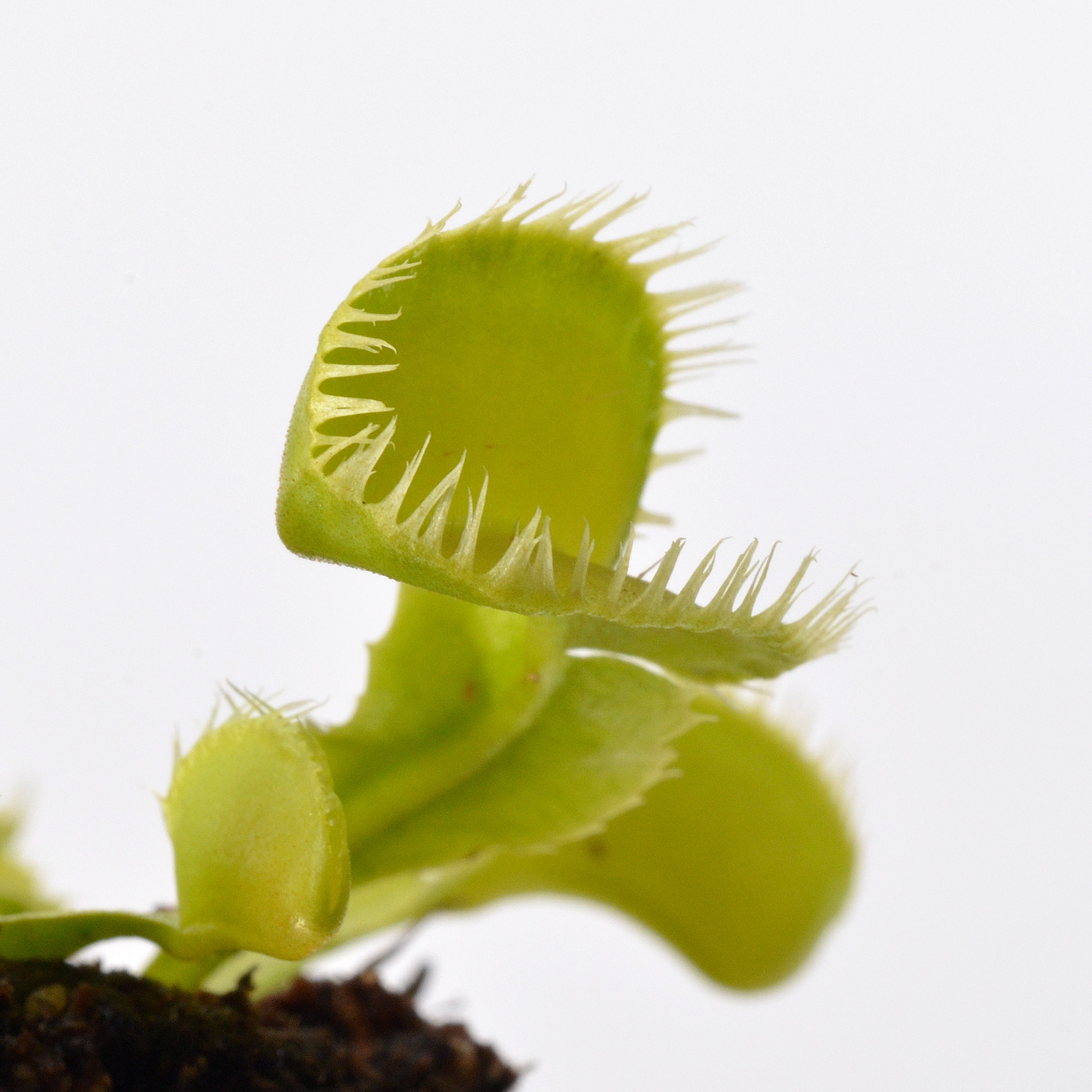 Dionaea muscipula "Barracuda"