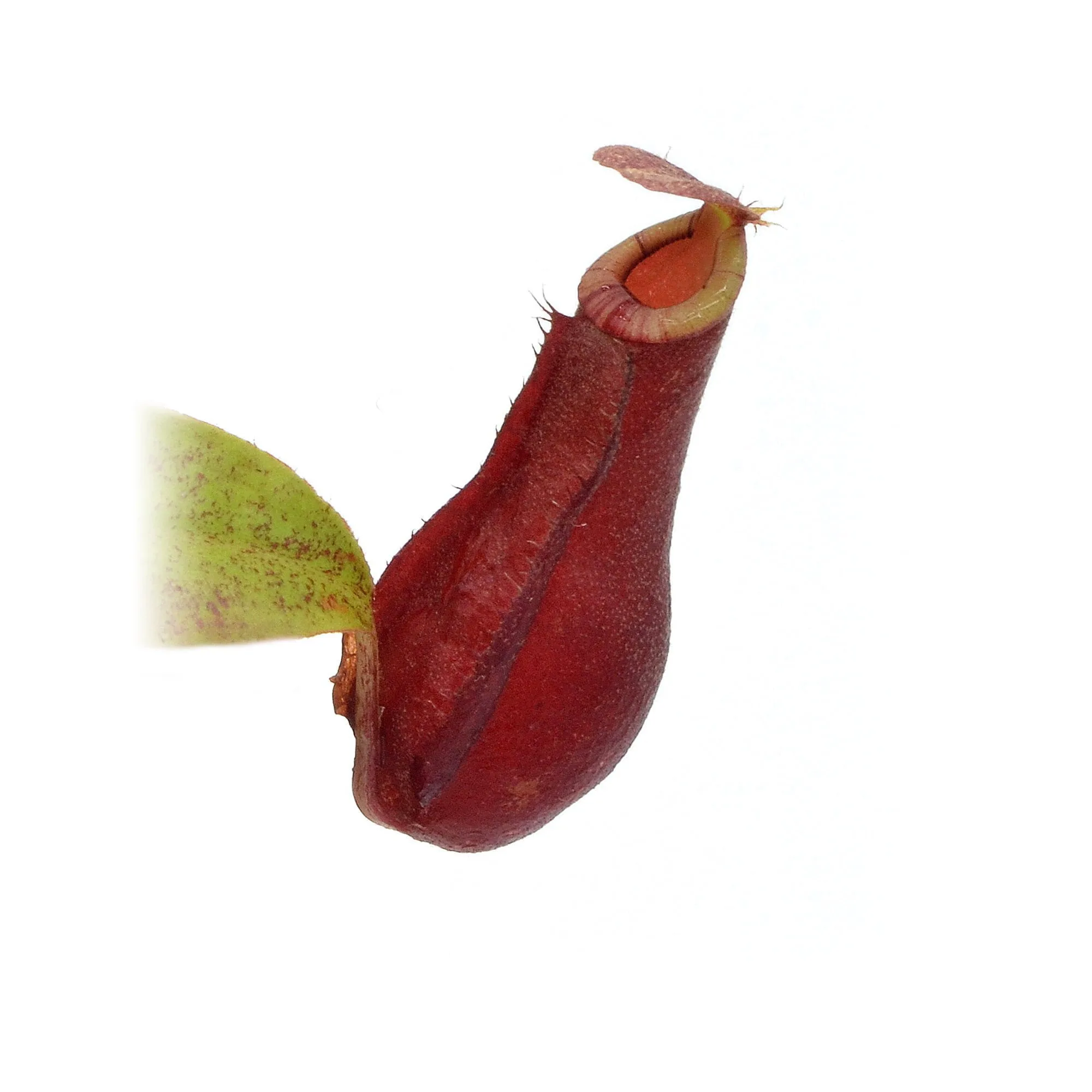 Big pot: Nepenthes x "Clumpy Red"