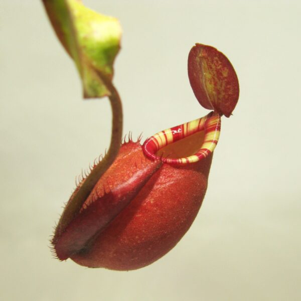Big pot: Nepenthes x "Majin Bu"