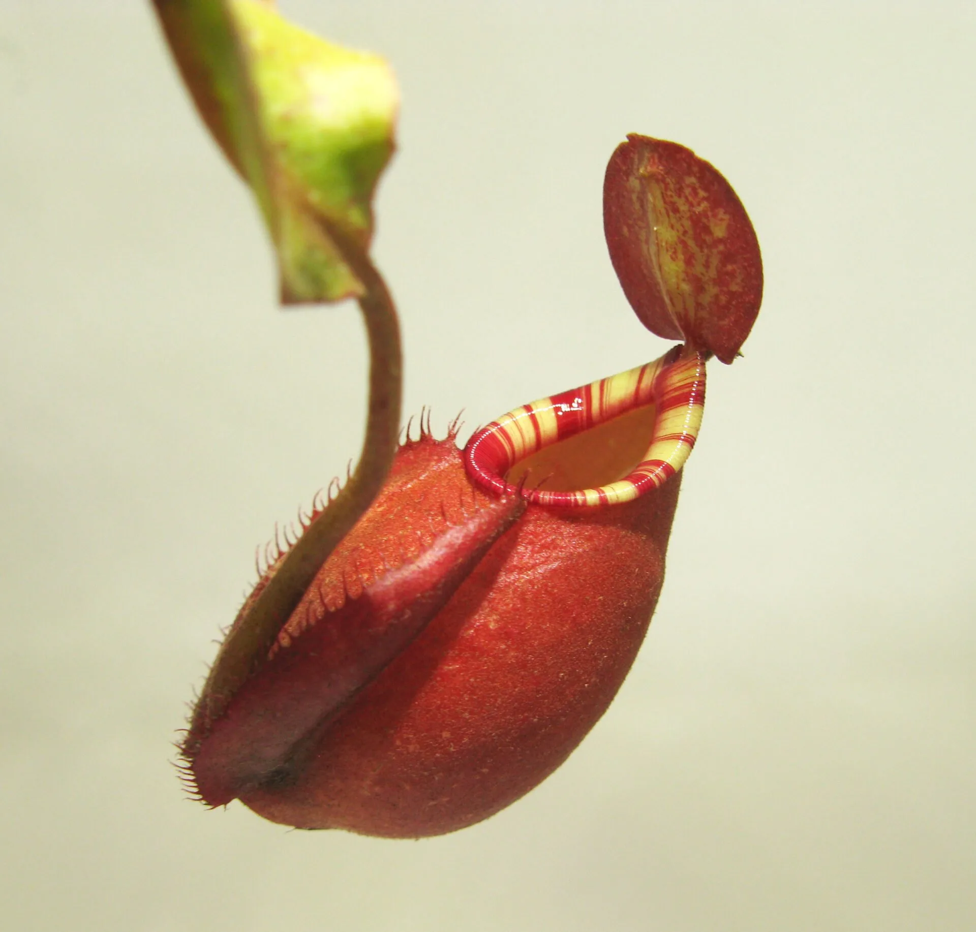 Big pot: Nepenthes x "Majin Bu"