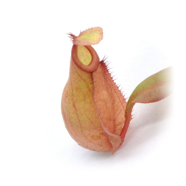 Big pot: Nepenthes x "Pink Lipstick"