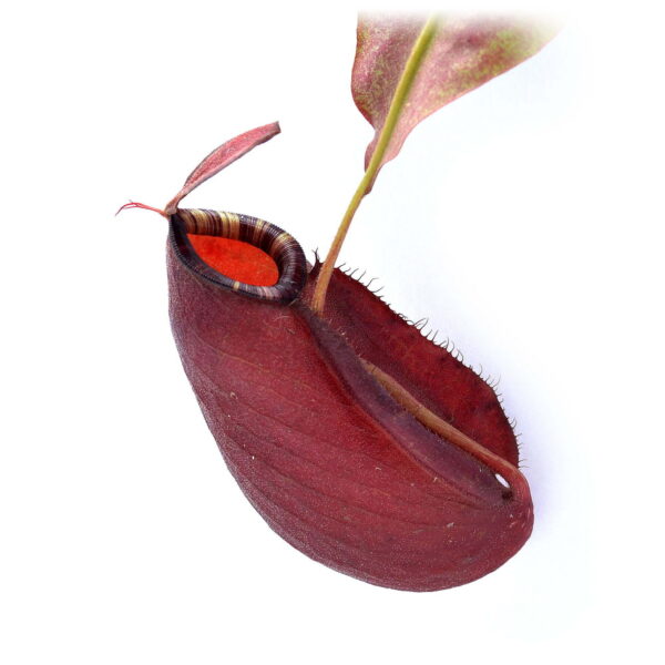 Big pot: Nepenthes x "Purple Night"