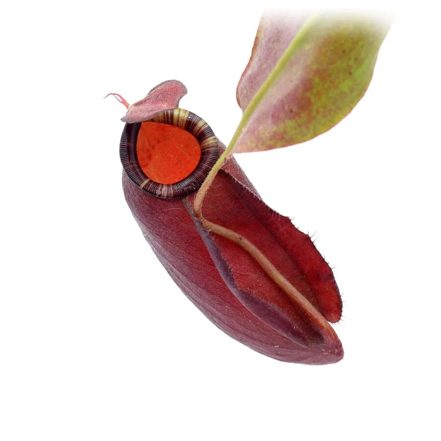 Big pot: Nepenthes x "Purple Night"