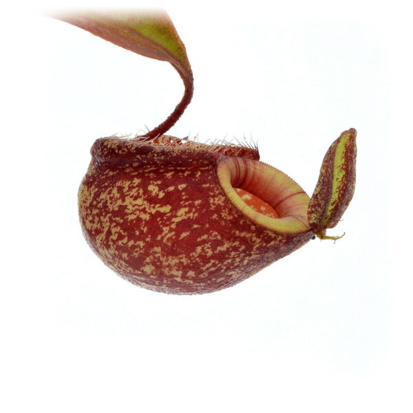 Big pot: Nepenthes x "Vamp 4"